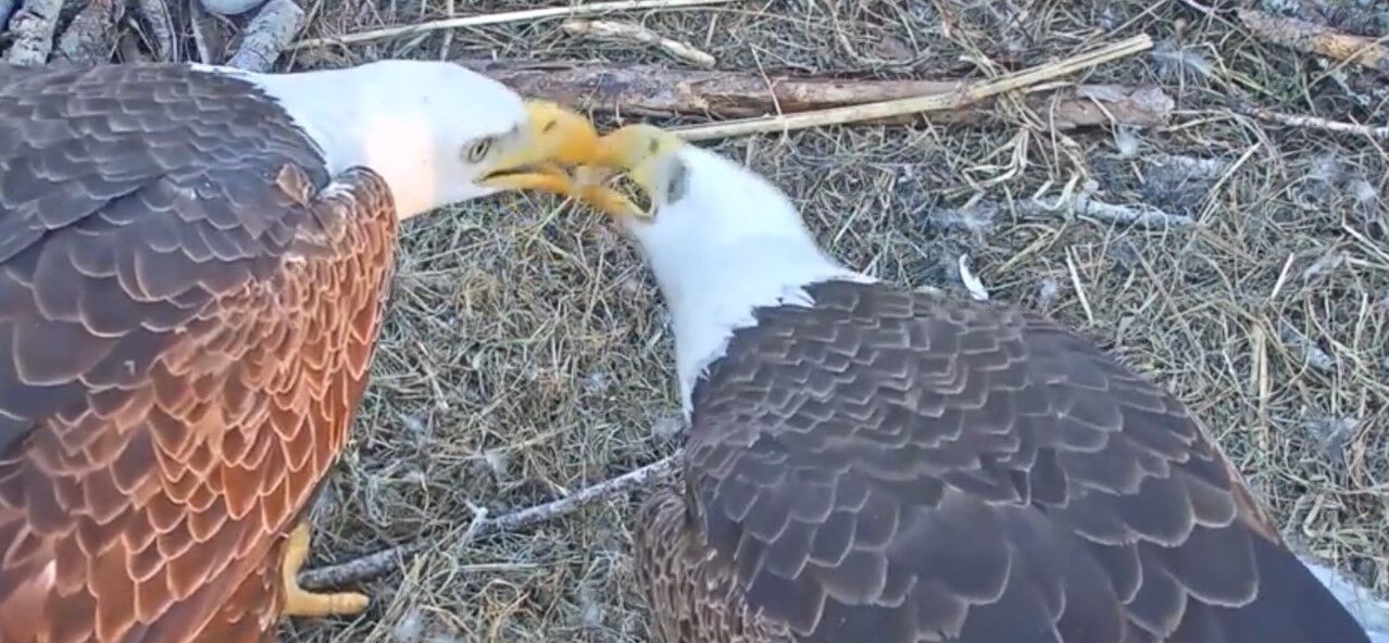 What love looks like in nature